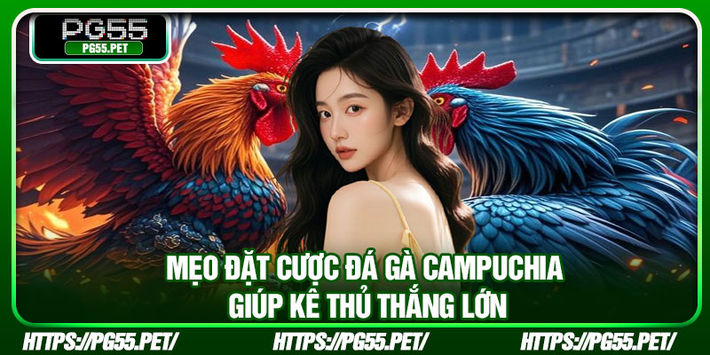 Mẹo đặt cược đá gà Campuchia giúp kê thủ thắng lớn