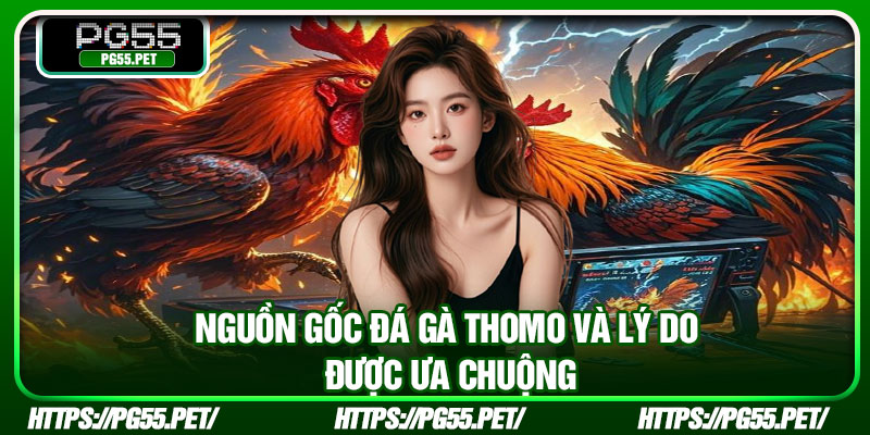 Nguồn gốc đá gà Thomo và lý do được ưa chuộng